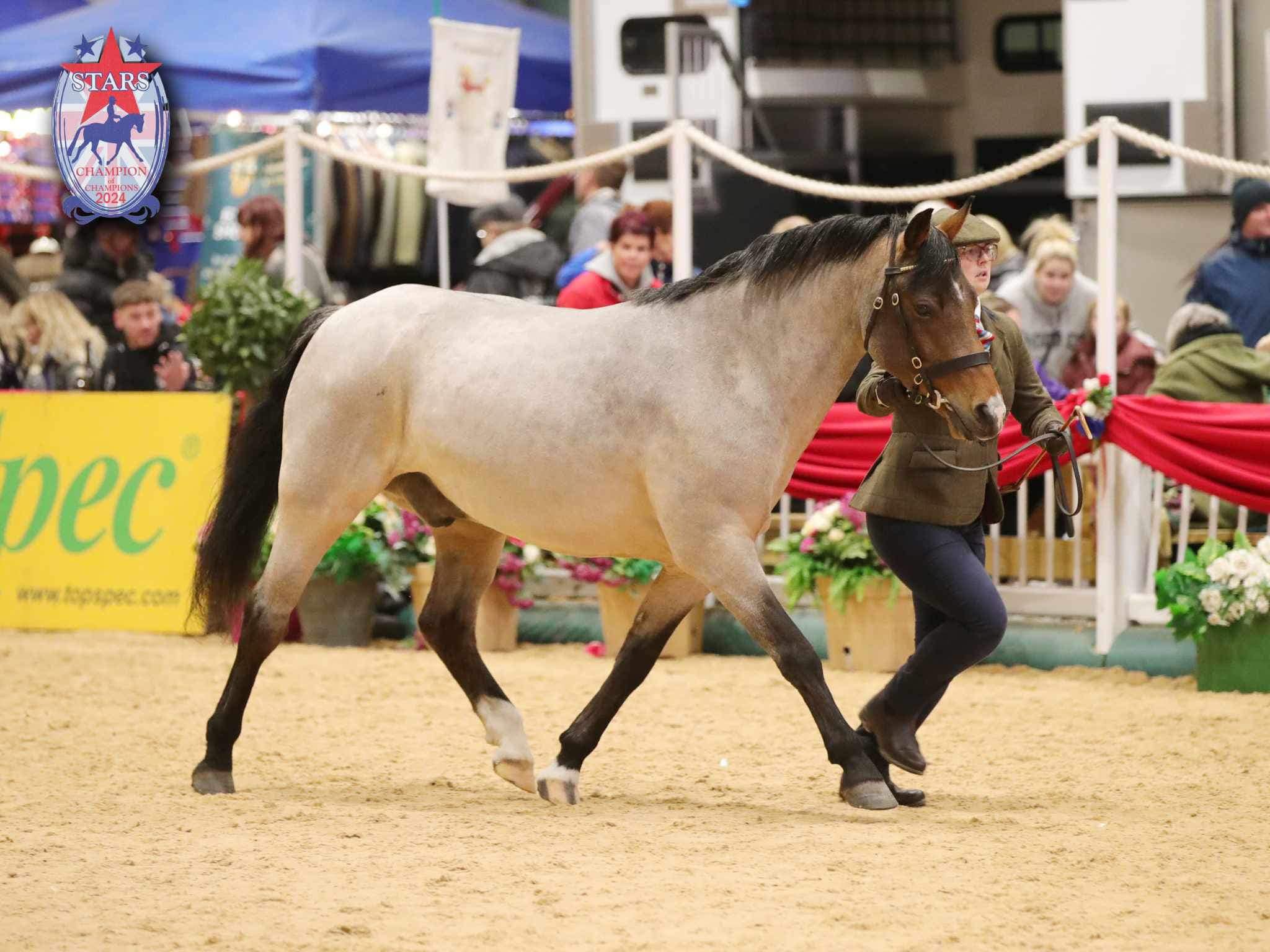 MDRC member competing at the STARS national showing championship